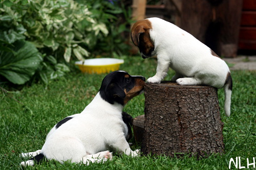 100707_rico, lilli.jpg - Rico & Lilli